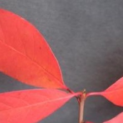 Nyssa sylvatica 'Autumn Cascades'