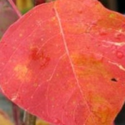 Sapium sebiferum - Arbre � suif