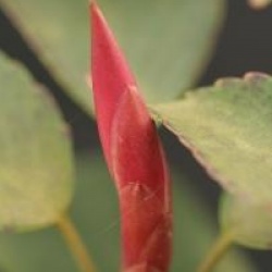 Trochodendron aralioides  - Trochodendron aralioides 