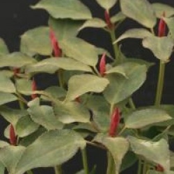 Trochodendron aralioides 