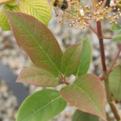 Viburnum cylindricum