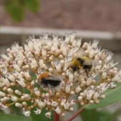 Viburnum cylindricum - Viorne cylindricum