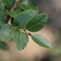 Nothofagus betuloides - H�tre de Magellan