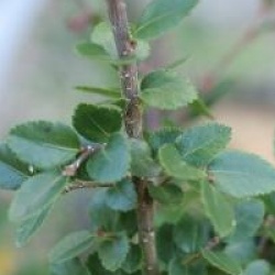 Nothofagus betuloides