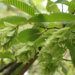 Carpinus japonica
