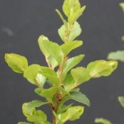Nothofagus betuloides
