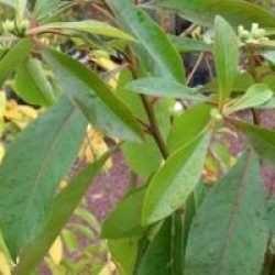 x Gordlinia grandiflora 