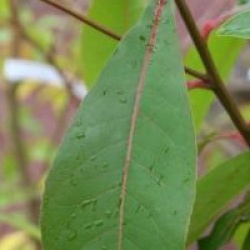 x Gordlinia grandiflora 