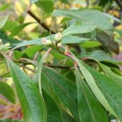 x Gordlinia grandiflora 