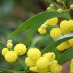Acacia retinodes 'Lisette'