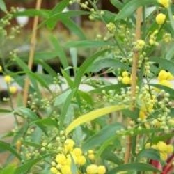 Acacia retinodes 'Lisette'