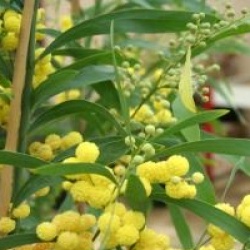 Acacia retinodes 'Lisette'