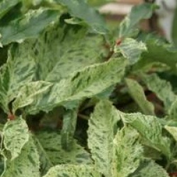 Photinia serratifolia 'Pink Crispy' � - Photinia Pink Crispy