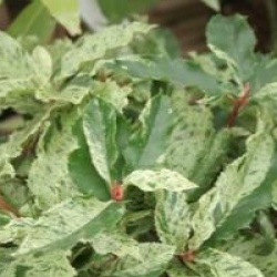 Photinia serratifolia 'Pink Crispy' �