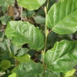 Carpinus orientalis - Charme orientale