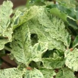 Photinia serratifolia 'Pink Crispy' �