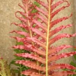 Blechnum Vulcano 