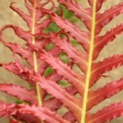 Blechnum brasiliense 'Vulcano' 