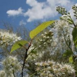 Prunus maackii 'Amber Beauty'