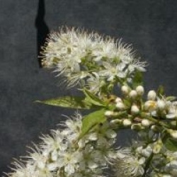 Prunus maackii 'Amber Beauty' - Cerisier de Mandchourie