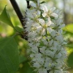 Prunus maackii 'Amber Beauty'