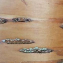 Prunus maackii 'Amber Beauty'