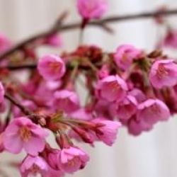 Prunus 'Kursar'