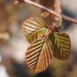 Carpinus turczaninovii