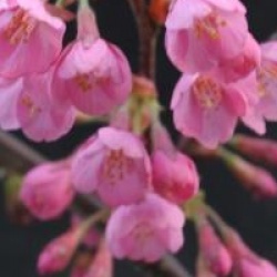 Prunus 'Kursar' - Cerisier � fleur Kursar