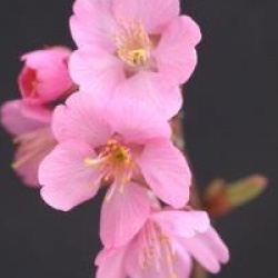 Prunus 'Kursar'