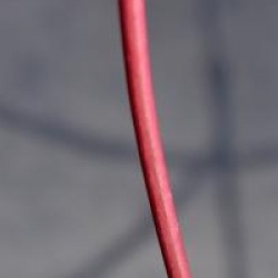 Acer crataegifolium 'Veitchii' - �rable Veitchii