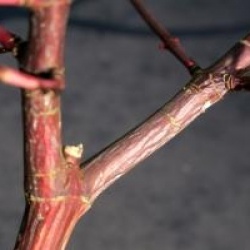 Acer crataegifolium 'Veitchii'