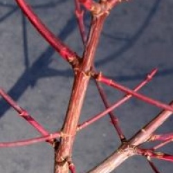 Acer crataegifolium 'Veitchii'