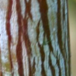 Acer grosseri 'Leiden' - �rable Leiden