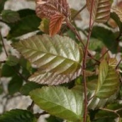 Carpinus turczaninovii