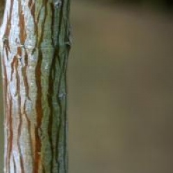 Acer grosseri 'Leiden'