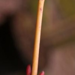 Acer rufinerve 'Yellow Ribon' - �rable stri� panach�