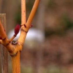 Acer rufinerve 'Yellow Ribon'