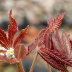 Aesculus pavia 'Purple Spring'