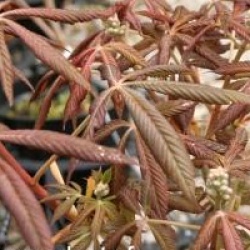 Aesculus pavia 'Purple Spring'