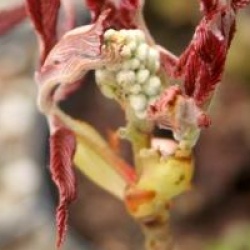 Aesculus pavia 'Purple Spring'