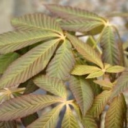 Aesculus pavia 'Purple Spring'