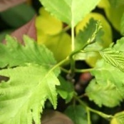 Alnus rubra f. pinnatisecta 