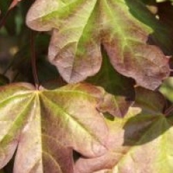 Acer campestre 'Red Shine' - �rable champ�tre pourpre
