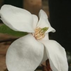 Magnolia kobus 'Norman Gould'