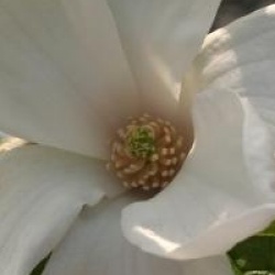 Magnolia kobus 'Norman Gould'