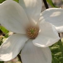 Magnolia kobus 'Norman Gould'