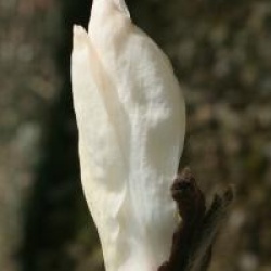 Magnolia kobus 'Norman Gould'