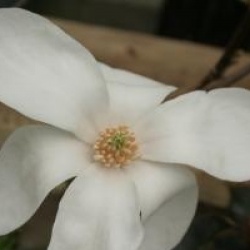Magnolia kobus 'Norman Gould'