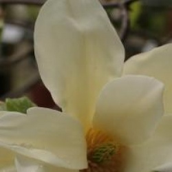 Magnolia 'Sundance'